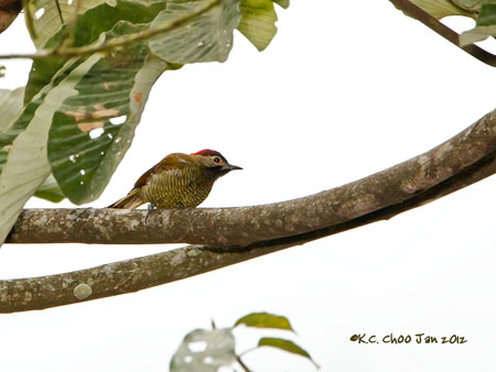 Golden Olive Woodpecker