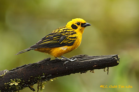 Golden Tanager