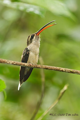 Great-billed Hermit