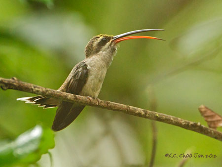 Great-billed Hermit