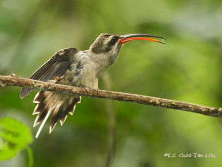 Great-billed Hermit