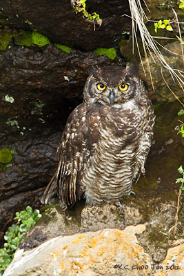 Great Horned Owl