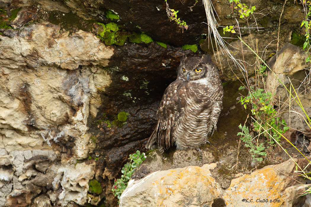 Great Horned Owl