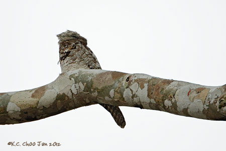 Great Potoo
