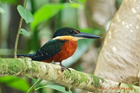 Green-and-rufous Kingfisher
