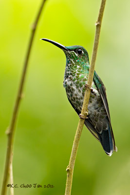 Green-crowned Brilliant