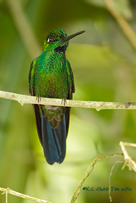 Green-crowned Brilliant