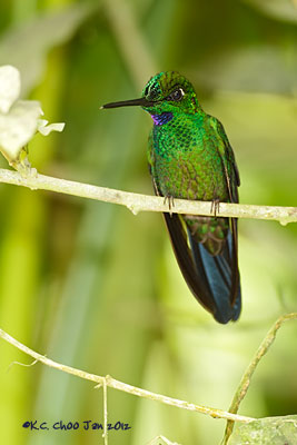 Green-crowned Brilliant
