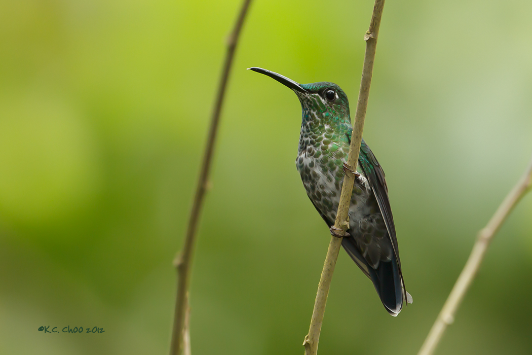 Green-crowned Brilliant