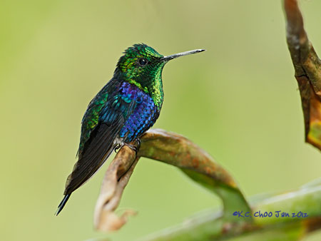 Green-crowned Woodnymph