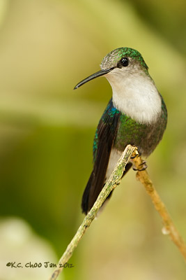 Green-crowned Woodnymph