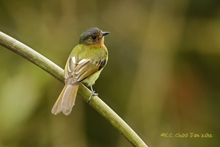 Handsome Flycatcher