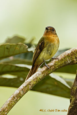 Handsome Flycatcher