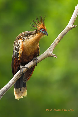 Hoatzin