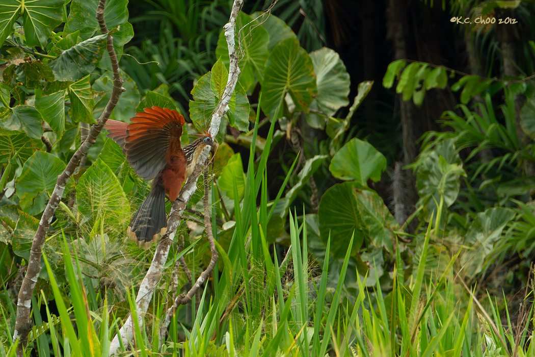 Hoatzin