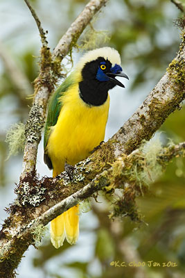 Inca Jay