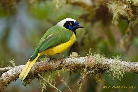 Inca Jay