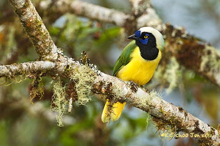 Inca Jay