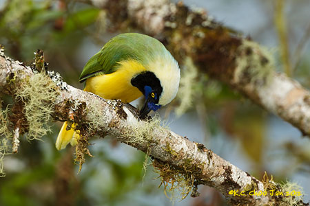 Inca Jay