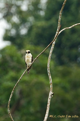 Laughing Falcon