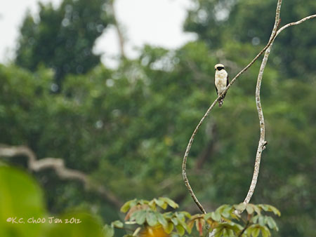 Laughing Falcon