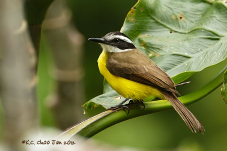 Lesser Kiskadee