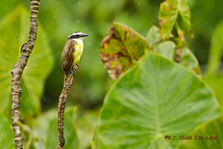 Lesser Kiskadee