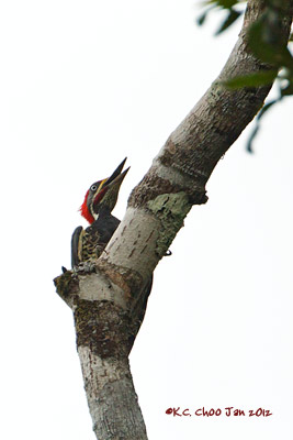 Lineated Woodpecker