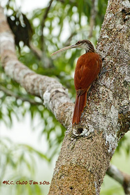 Long-billed Woodcreeper