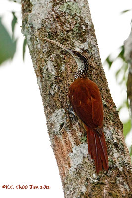 Long-billed Woodcreeper