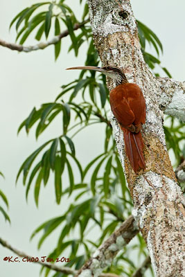 Long-billed Woodcreeper