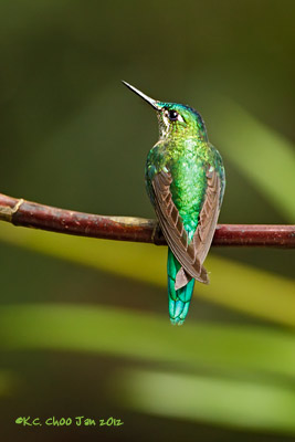Long-tailed Sylph