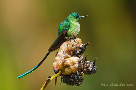 Long-tailed Sylph
