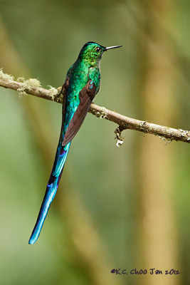 Long-tailed Sylph