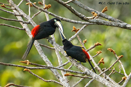 Many-banded Aracari