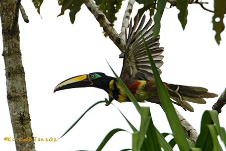 Many-banded Aracari