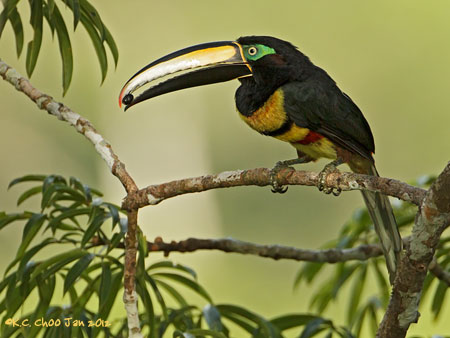 Many-banded Aracari