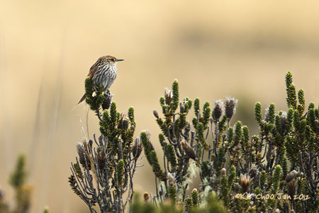Many-striped Canastero