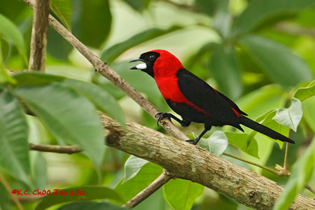 Masked Crimson Tanager