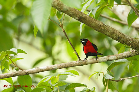 Masked Crimson Tanager