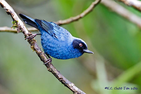 Masked Flowerpiercer
