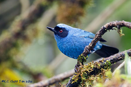 Masked Flowerpiercer