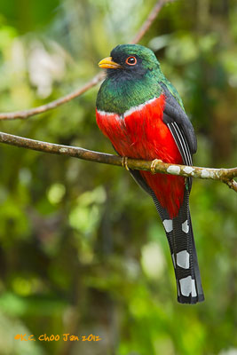 Masked Trogon