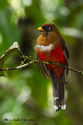 Masked Trogon