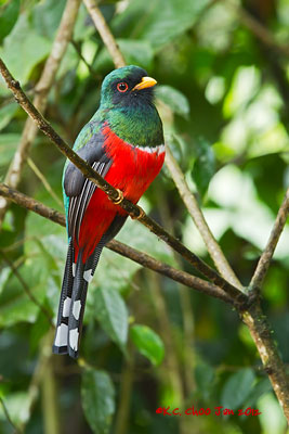 Masked Trogon