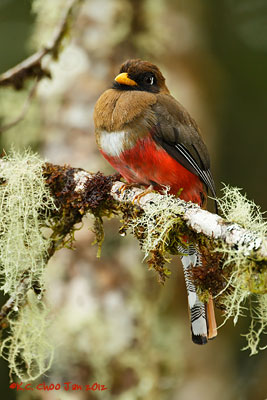 Masked Trogon