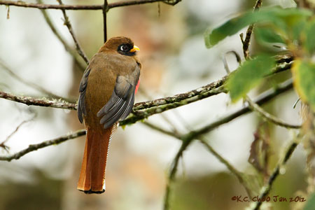 Masked Trogon