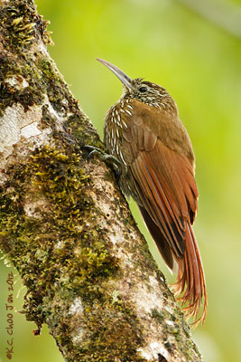 Montane Woodcreeper