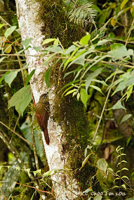 Montane Woodcreeper