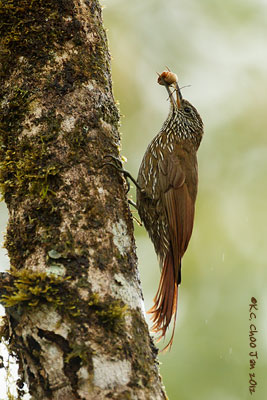 Montane Woodcreeper